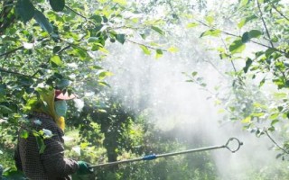 苹果黑星病介绍，主要危害叶片和果实