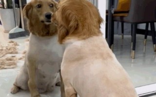 狗狗有皮肤病能不能洗澡，情况不严重时才能清洗