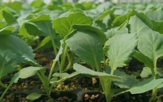 春甘蓝冬季育苗的要点，苗床土要选择没有种植过十字花科蔬菜的田园土