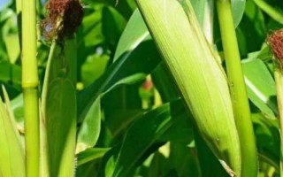 诚玉519玉米种简介，中抗穗腐病