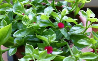 玫瑰吊兰和牡丹吊兰有什么区别，是同一种植物