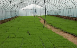 有机稻米的栽培技术，水稻种子必须干燥