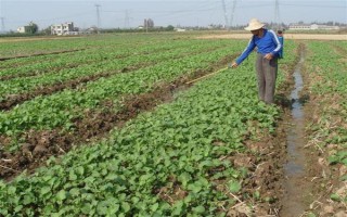 油菜为什么会僵苗，是受到干旱渍害、缺肥、病虫害等因素的影响