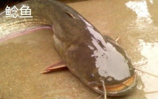 鲢鱼和鲶鱼的区别,鲢鱼是滤食性鱼类、鲶鱼是捕食性鱼类