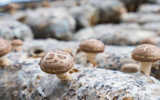 香菇的接种方法,可选择密接种法、深接种法等