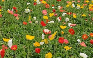 什么是千里花，属于菊科草本植物、是一种小野花