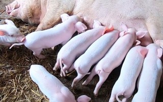 猪尾巴的作用，可驱赶蚊虫和保持平衡等