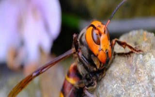 金环胡蜂简介，常被称作“虎头蜂”