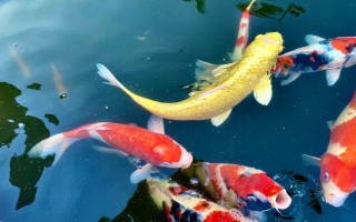 挑选锦鲤精品的方法,从颜色、体态、品种等方面下手