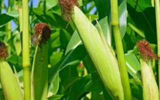 延科288玉米种子简介，中上等肥力地块种植