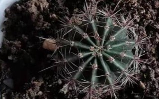 仙人球的浇水间隔，夏季每隔1-2周浇一次