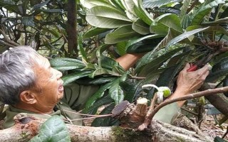 枇杷秋冬季的管理技术，需要用稻草或杂草将树盘覆盖