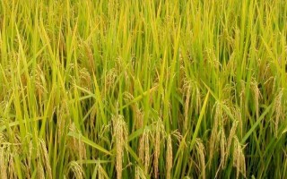 绥粮3号水稻种子简介,普通粳稻品种