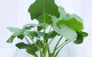 让滴水观音变绿的方法，配制疏松肥沃的土壤能让叶片更绿