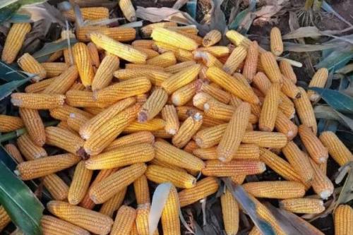 硕达765玉米品种简介，密度4000株/亩左右