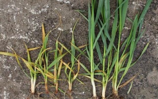 用什么药防治花卉的虫害，氧化乐果、吡虫啉可供选择