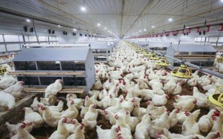 集约养殖的意思，是指采用先进技术进行高效益养殖