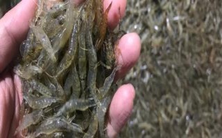 小虾的食物，可饲喂鱼肉、蚌肉、螺肉、豆饼等食物