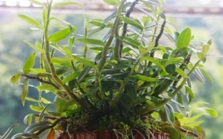 怎么养石斛，水分要一次性的给饱