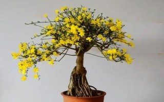 迎春花的养殖方法，适宜生长在10-25℃左右的环境