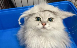 如何挑选适合养的猫咪，需要考虑猫的品种、性别、年纪和数量等