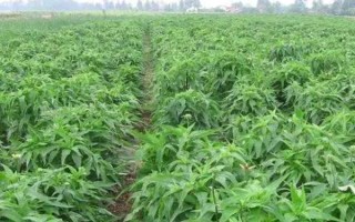 淫羊藿的种植时间，一般为6月中旬左右