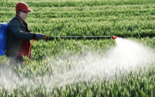 强筋小麦如何种植，管理重点在于预防小麦旺长和倒伏