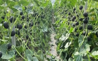 贝贝瓜的种植方法，合适的时间为3-4月份