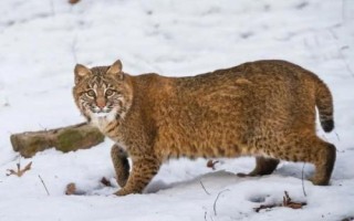 猫科动物有哪些种类,可分为猎豹亚科、豹亚科、猫亚科