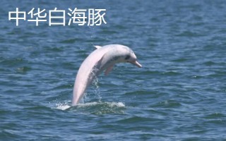 海豚的智商高吗，属于海洋生物中智商比较高的