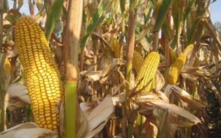 赛博168玉米种简介,中抗大斑病