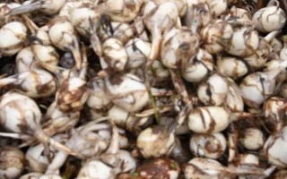 茨菇如何挑选,首先要选择新鲜的茨菇