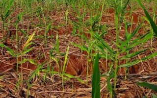 槟榔苗用什么肥料，主要施加氮肥和农家肥