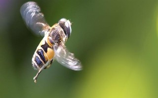 蜂王一天试飞多少次，试飞频率通常为2-3次