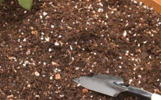 蓝羊茅的生长特性，具有喜光、耐旱等特点