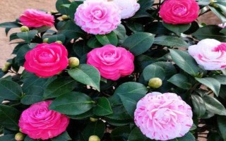 冬季怎么养茶花，应放置在亮一些的位置来养