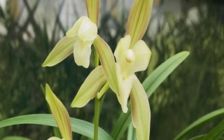 建兰的养殖方法，将环境的温度控制在23℃左右