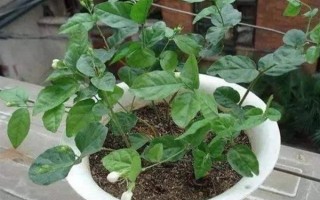 虎头茉莉怎么养殖，生长期间每隔半个月追施一次复合肥