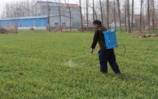 强筋小麦如何种植，管理重点在于预防小麦旺长和倒伏