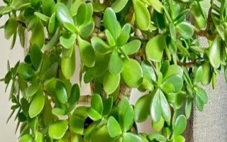 玉树如何嫁接天竺葵，要选择生长健壮且无病害的枝条作为接穗