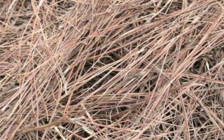 金桔如何保存，常见以下3种方法