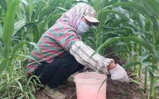 农作物根外施肥技术，根据气候条件选择喷肥时间