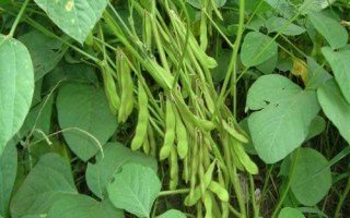 吉育296大豆种子特征特性,高抗大豆花叶病毒1号株系