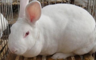 肉兔的批发价格，不同地区、季节的售价有所区别