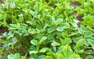 钓鳊鱼用什么商品饵料合适，可选择九一八、王者等之战青草鳊