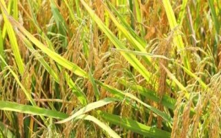 沈农625水稻种子简介，4月上旬播种