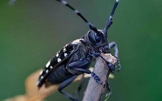 天牛在哪里生活，幼虫和成虫常在树干内越冬