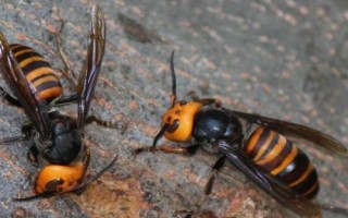 被虎头蜂蛰了怎么办，先用食醋等弱酸性溶液冲洗