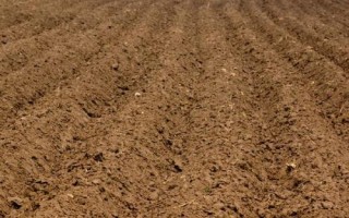 种植蜀葵的方法及注意事项，水量过多容易产生涝害