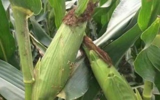 欣隆Y183玉米种子特点，中抗茎腐病